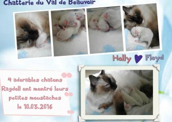 naissances 4  chatons - 10.03.2016 - Chatterie Ragdolls du Val de Beauvoir